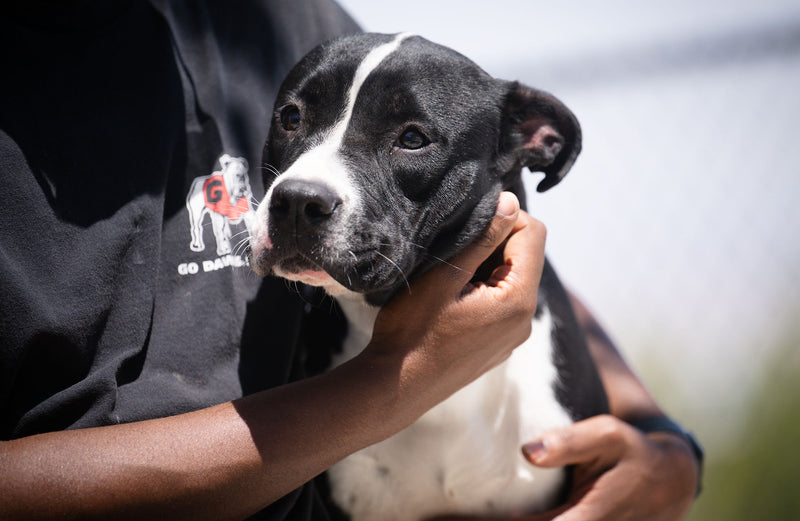 Friends of Palms & Paws