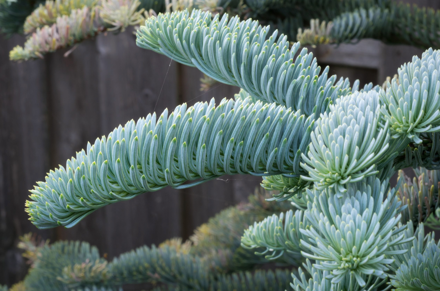 Noble Fir