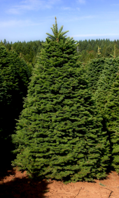 Noble Fir