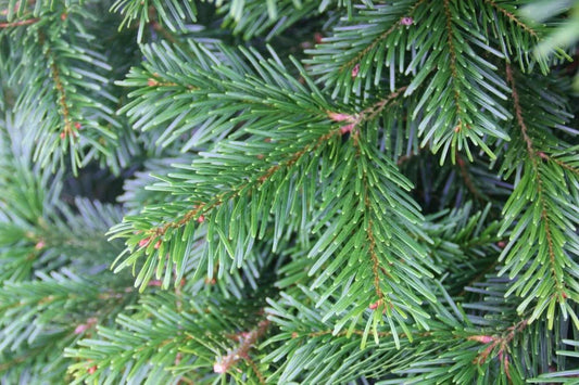 Nordman Fir