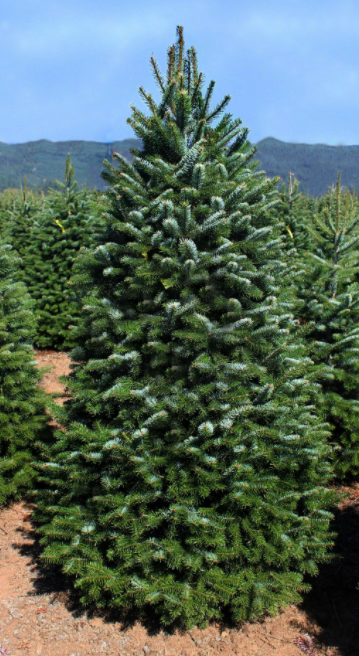 Nordman Fir